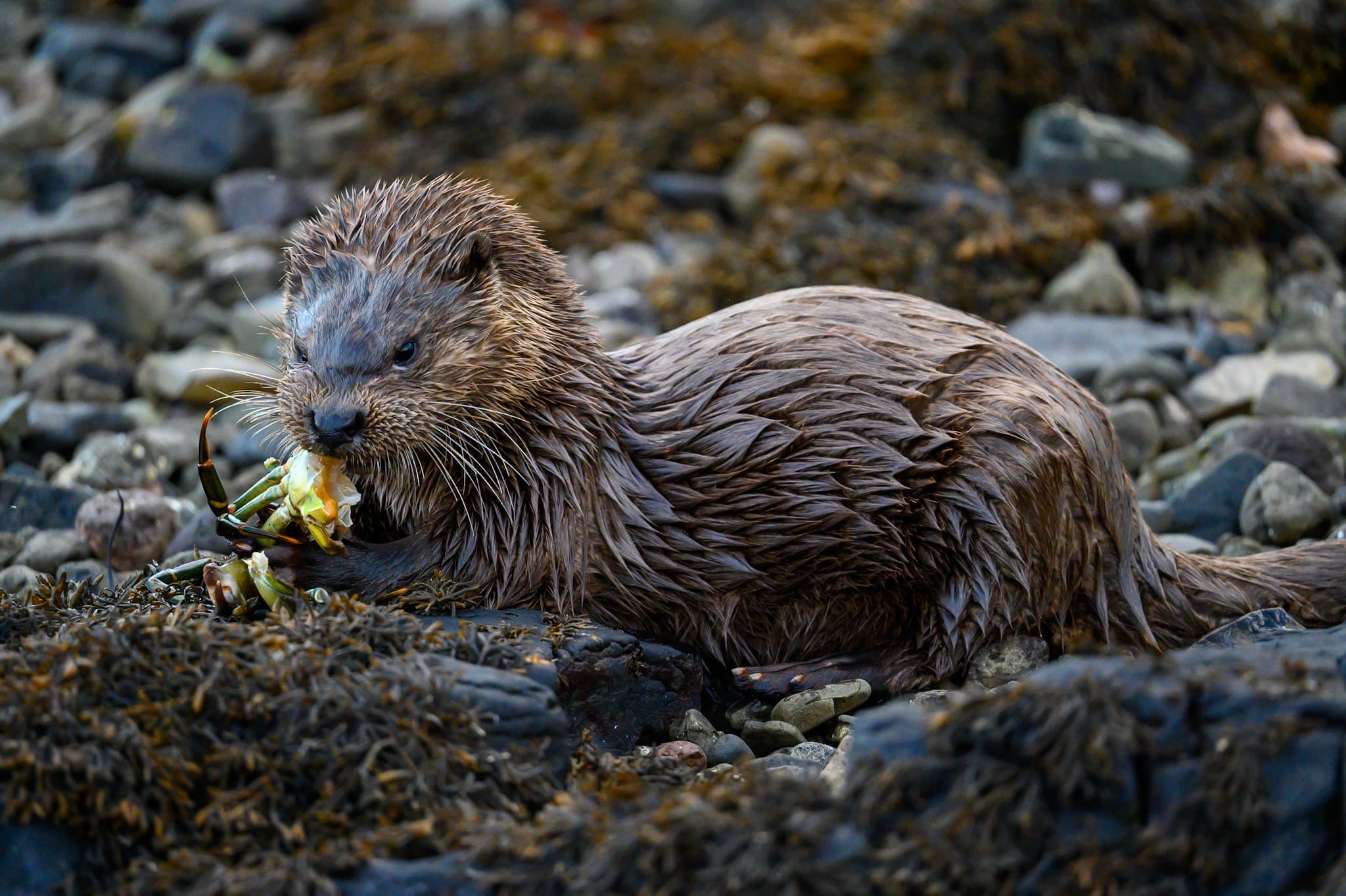 Wildlife Spotting Adventure
